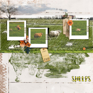 Sheeps
