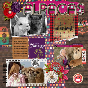 Alpacas