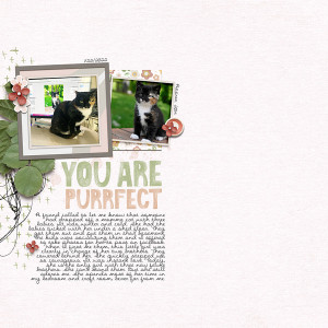 PF-Day2-Purrfect