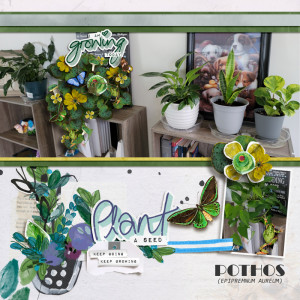 Pothos (Day 28)