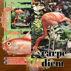 Pretty Flamingo