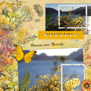 220211_Morcote Mimosa