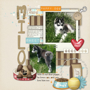 Milo Our Husky