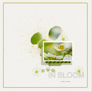 Bloom