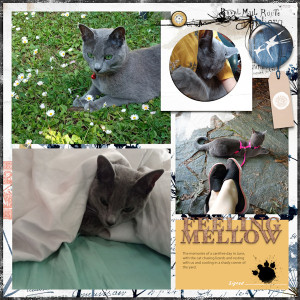 210608_cat Mellow