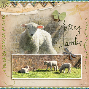 Spring Lambs