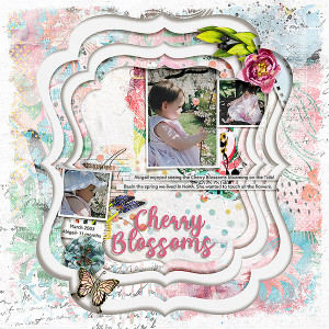 Cherry Blossoms