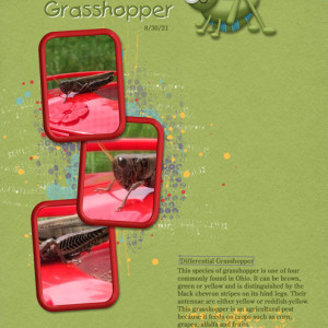Differential-Grasshopper