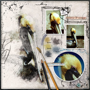 The Pelican
