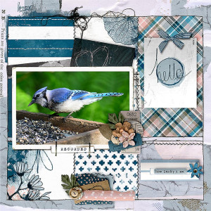 Pretty Bird