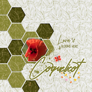 Coquelicot