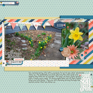 2022 Daffodils