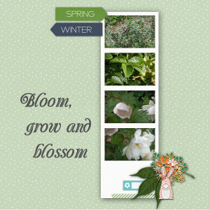 Bloom Roses