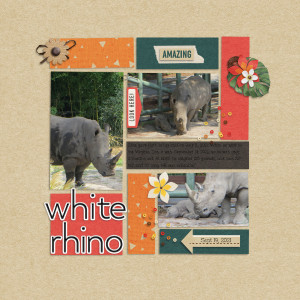 White Rhino