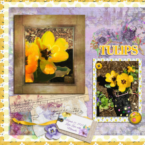 Tulips_Photography