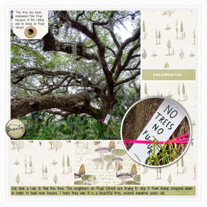 Pink Floyd Live Oak Tree