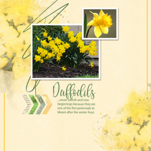 Daffodils