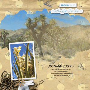 Photography_joshuatrees