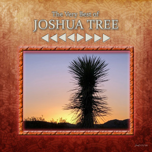 Inspiration_joshuatree