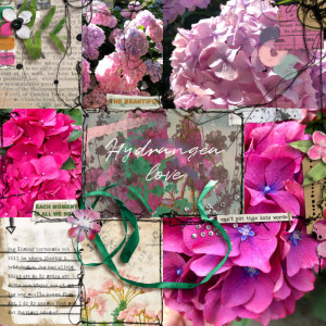 Hydrangea Love