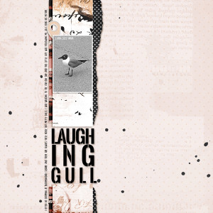 Apr22_Random_Laughing Gull