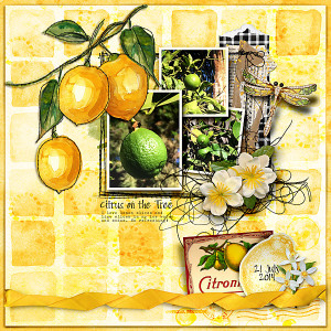 Citrus on the Tree