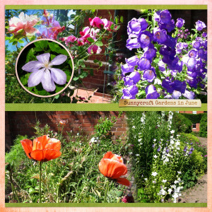 Sunnycroft Flowers