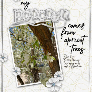 Popcorn grows on trees