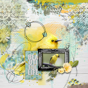 Yellow Finch