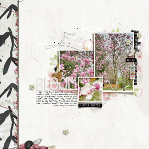 Bloom