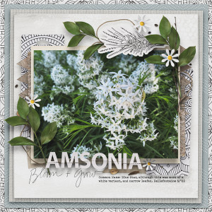 Amsonia(BlueStar)