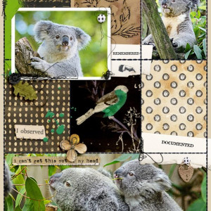 Koalas