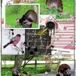 Questioning_Turkey