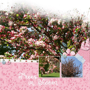 Trees In Bloom