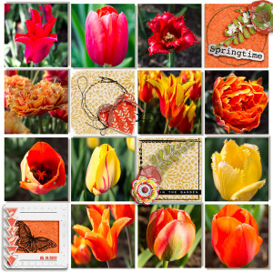 Tulips