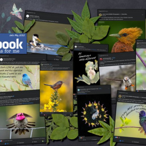 06Facebook-suggests-birds