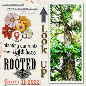 June Photography Challenge {Look Up}