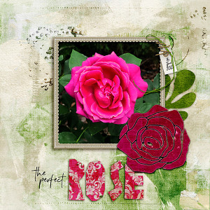 Perfect Rose