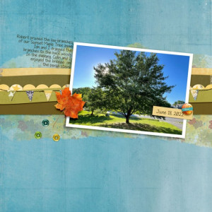 06SwL_MBC_sunsetmapletree