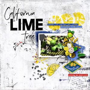 California Lime Tree