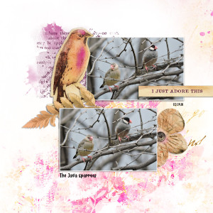 180204_java Sparrow