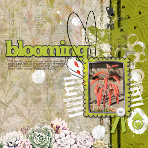 NBK Slow Scrap 7-8_blooming