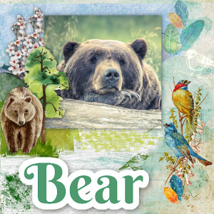 Black Bear