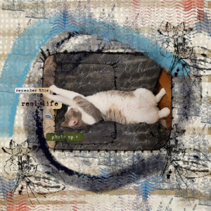 Harold Houdini The Greatest Escape Cat Of All
