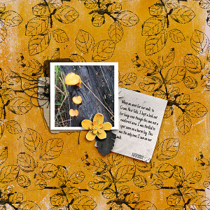 Fungi at Crows Nest