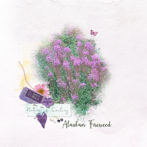 Alaskan Fireweed