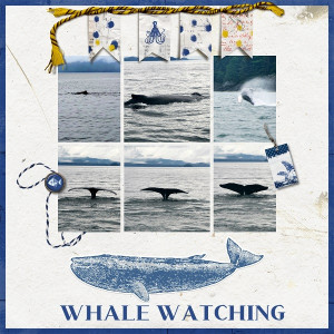 Whale Watching