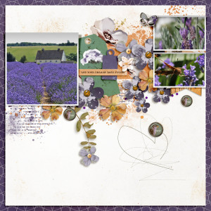Lavender