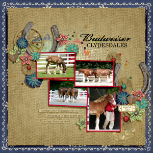20130814 Budweiser Clydesdales