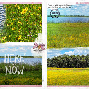 Fields of Coreopsis